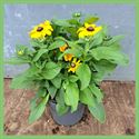Afbeelding van VP Rudbeckia P19 Toto Gold